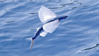 X4IZEYUHA5JIZEKO3G3LCYHX6U-1-